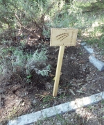 kép