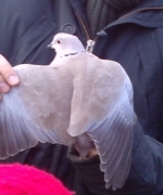 kép