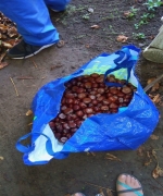 kép
